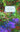 A DAY WITH MONET IN GIVERNY cover image