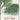 Martius. The Book of Palms: The Complete Plates cover image