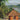 Architecture of Bali (Paperback) /anglais cover image