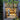 Courtyard Living Contemporary Houses of the Asia-Pacific (Paperback) /anglais cover image