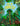 Pop-Up Forest (Pop-Up Series, 3) cover image