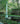 Charles J. Stick and His Gardens cover image