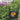 Living in the Forest cover image