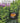 Living in the Forest cover image