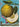 J. C. Volkamer. The Book of Citrus Fruits: Collector's Edition (Extra large) cover image