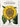 Basilius Besler. Florilegium. The Book of Plants: The Book of Plants - the Complete Plates (Bibliotheca Universalis) cover image