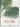 Martius. The Book of Palms: The Complete Plates cover image