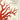 Seba. Cabinet of Natural Curiosities: . cover image