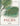 Martius. The Book of Palms. 45th Ed.: Mehrsprachige Ausgabe (40th Edition) cover image